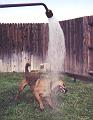 mean dog